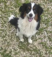 Lizzy  Peppa's girl, a female Miniature Australian Shepherd for sale in Richland Center, WI – 1 of 10