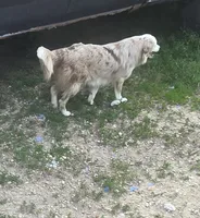 Marley May, a female Toy Australian Shepherd for sale in Richland Center, WI – 2 of 6