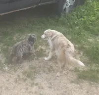 Marley May, a female Toy Australian Shepherd for sale in Richland Center, WI – 3 of 6