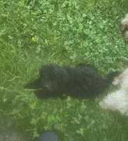 Joey, a male Poodle - Toy  for sale in Richland Center, WI – 3 of 3