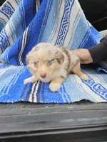 Bob's red merle female, a female Toy Australian Shepherd for sale in Richland Center, WI – Photo 5 of 6