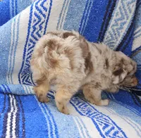 Bob's red merle female, a female Toy Australian Shepherd for sale in Richland Center, WI – Photo 3 of 6