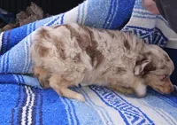 Bob's red merle female, a female Toy Australian Shepherd for sale in Richland Center, WI – Photo 4 of 6