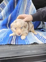 Bob's red merle female, a female Toy Australian Shepherd for sale in Richland Center, WI – Photo 6 of 6