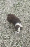 Laci, WILLA'S GIRL, a female Toy Australian Shepherd for sale in Richland Center, WI – 4 of 9