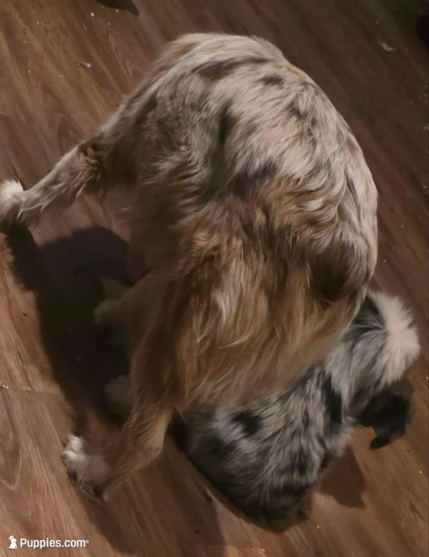 Gus, a male Miniature Australian Shepherd for sale in Richland Center, WI – 4 of 6