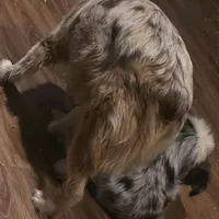 Gus, a male Miniature Australian Shepherd for sale in Richland Center, WI – Photo 3 of 3