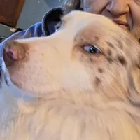 Gus, a male Miniature Australian Shepherd for sale in Richland Center, WI – Photo 1 of 3