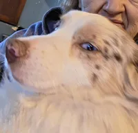 Gus, a male Miniature Australian Shepherd for sale in Richland Center, WI – Photo 1 of 2