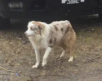 Gus, a male Miniature Australian Shepherd for sale in Richland Center, WI – 2 of 6