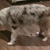 Gus, a male Miniature Australian Shepherd for sale in Richland Center, WI – Photo 2 of 3