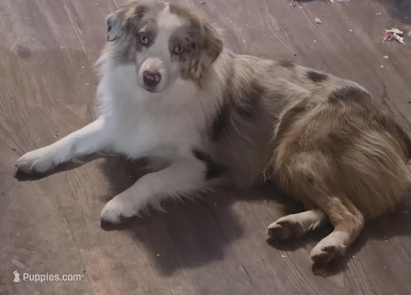 Gus – Miniature Australian Shepherd puppy for sale in Richland Center, WI
