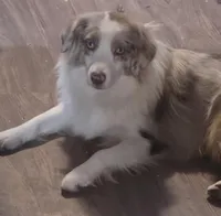 Gus, a male Miniature Australian Shepherd for sale in Richland Center, WI – 3 of 6
