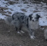 Leo, small blue merle male, a male Toy Australian Shepherd for sale in Richland Center, WI – 4 of 7