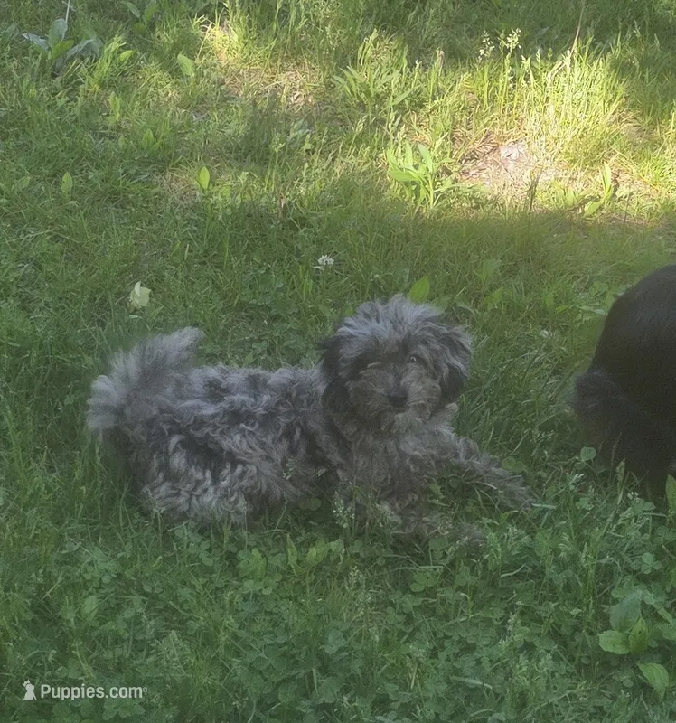 Charlie – Poodle - Toy  puppy for sale in Richland Center, WI