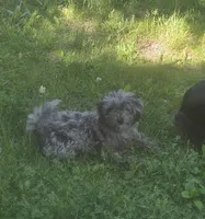Charlie, a male Poodle - Toy  for sale in Richland Center, WI – 1 of 2