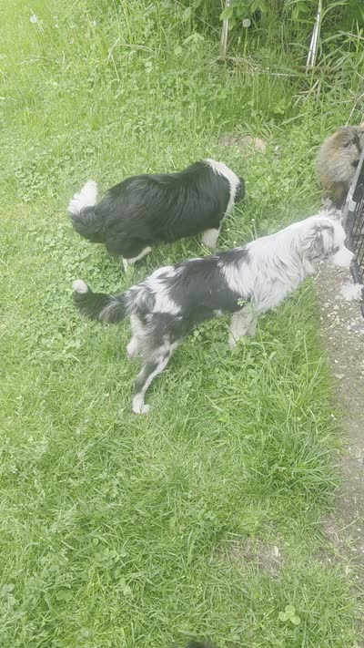 Lizzy  Peppa's girl, a female Miniature Australian Shepherd for sale in Richland Center, WI – 6 of 10