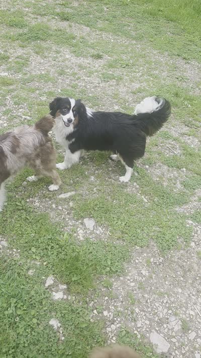 Lizzy  Peppa's girl, a female Miniature Australian Shepherd for sale in Richland Center, WI – 5 of 10