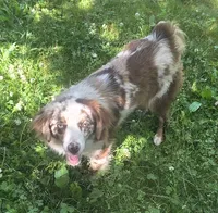 Maddie, a female Miniature American Shepherd for sale in Richland Center, WI – 3 of 10
