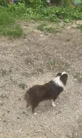 Laci, WILLA'S GIRL, a female Toy Australian Shepherd for sale in Richland Center, WI – 3 of 9
