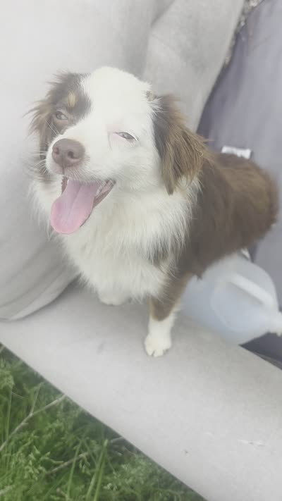 Laci, WILLA'S GIRL, a female Toy Australian Shepherd for sale in Richland Center, WI – 6 of 9