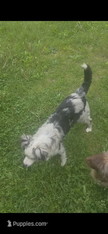 Gracie, a female Miniature Australian Shepherd for sale in Richland Center, WI – 1 of 3