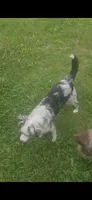 Gracie, a female Miniature Australian Shepherd for sale in Richland Center, WI – 1 of 3