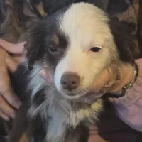 Laci, WILLA'S GIRL, a female Toy Australian Shepherd for sale in Richland Center, WI – Photo 4 of 5