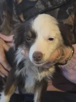 Laci, WILLA'S GIRL, a female Toy Australian Shepherd for sale in Richland Center, WI – Photo 4 of 5