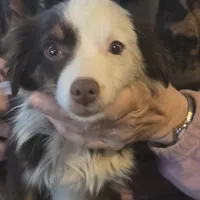 Laci, WILLA'S GIRL, a female Toy Australian Shepherd for sale in Richland Center, WI – Photo 1 of 5