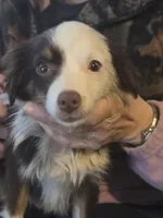 Laci, WILLA'S GIRL, a female Toy Australian Shepherd for sale in Richland Center, WI – Photo 1 of 5