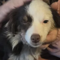Laci, WILLA'S GIRL, a female Toy Australian Shepherd for sale in Richland Center, WI – Photo 5 of 5