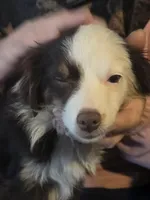 Laci, WILLA'S GIRL, a female Toy Australian Shepherd for sale in Richland Center, WI – Photo 5 of 5