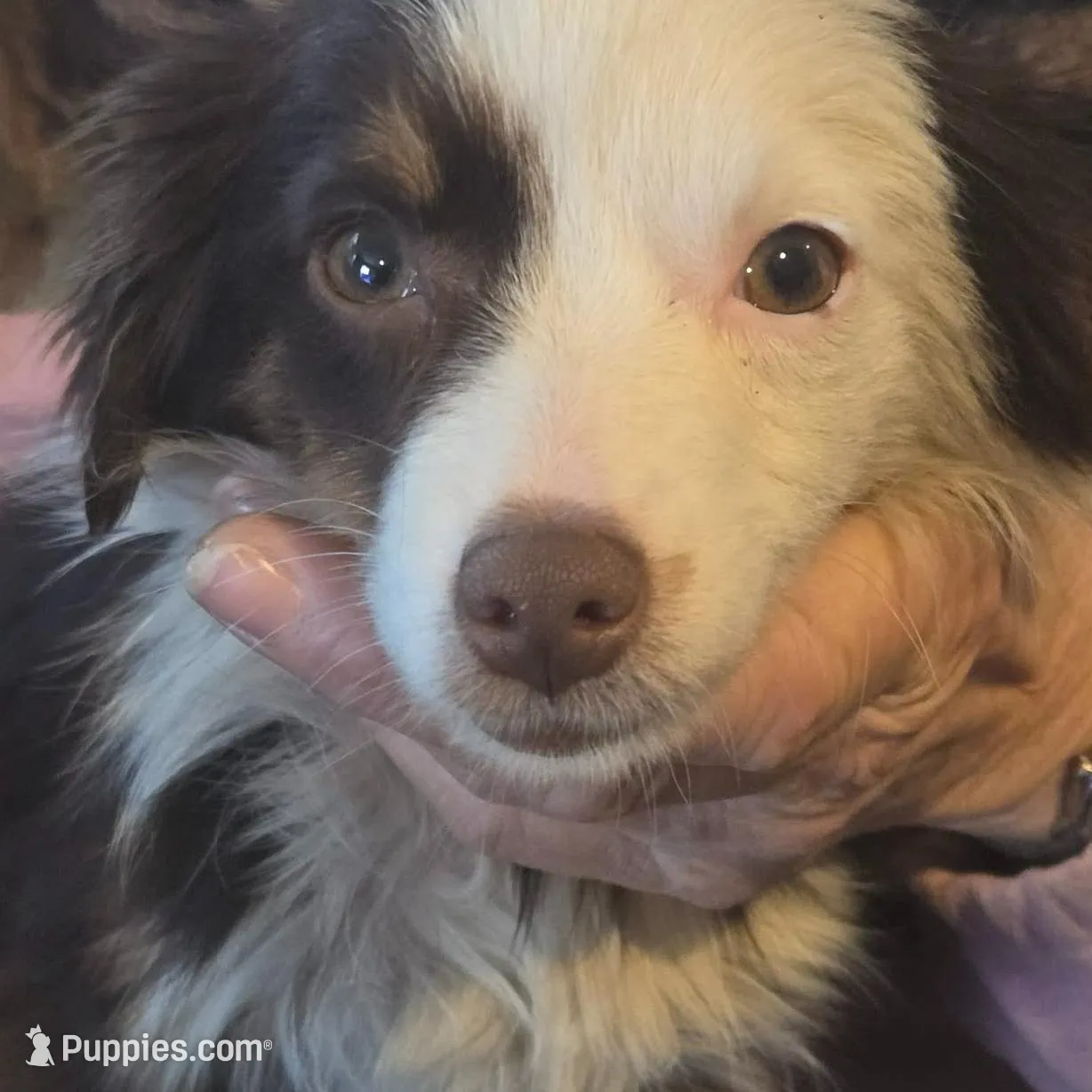 Laci, WILLA'S GIRL, a female Toy Australian Shepherd for sale in Richland Center, WI – Photo 3 of 5