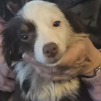 Laci, WILLA'S GIRL, a female Toy Australian Shepherd for sale in Richland Center, WI – Photo 2 of 5