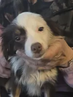 Laci, WILLA'S GIRL, a female Toy Australian Shepherd for sale in Richland Center, WI – Photo 2 of 5
