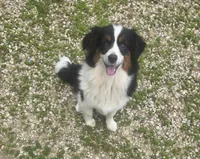 Lizzy  Peppa's girl, a female Miniature Australian Shepherd for sale in Richland Center, WI – 3 of 10