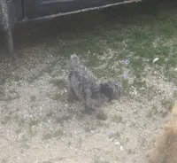 Charlie, a male Poodle - Toy  for sale in Richland Center, WI – 4 of 6