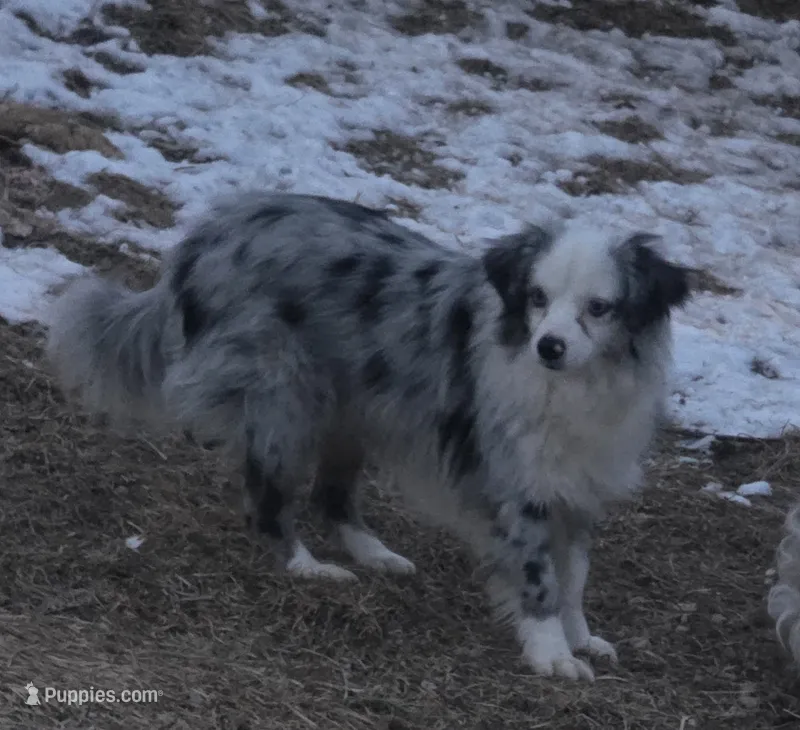 Leo, small blue merle male – Toy Australian Shepherd puppy for sale in Richland Center, WI