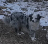 Leo, small blue merle male, a male Toy Australian Shepherd for sale in Richland Center, WI – 1 of 7