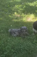 Charlie, a male Poodle - Toy  for sale in Richland Center, WI – 2 of 2