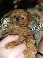 Rory poodle toy, a female Poodle - Toy  for sale in Richland Center, WI – Photo 2 of 6