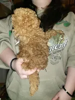 Rory poodle toy, a female Poodle - Toy  for sale in Richland Center, WI – Photo 4 of 6