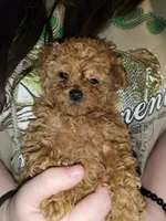 Rory poodle toy, a female Poodle - Toy  for sale in Richland Center, WI – Photo 1 of 6