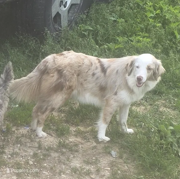 Marley May – Toy Australian Shepherd puppy for sale in Richland Center, WI