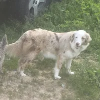 Marley May, a female Toy Australian Shepherd for sale in Richland Center, WI – 1 of 6