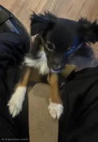 Gabby, TINY  6# Cuddles Girl, a female Toy Australian Shepherd for sale in Richland Center, WI – Photo 1 of 6