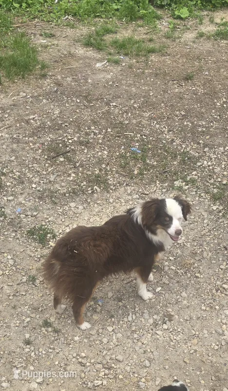 Laci, WILLA'S GIRL – Toy Australian Shepherd puppy for sale in Richland Center, WI