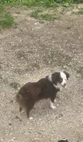 Laci, WILLA'S GIRL, a female Toy Australian Shepherd for sale in Richland Center, WI – 1 of 9
