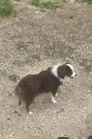 Laci, WILLA'S GIRL, a female Toy Australian Shepherd for sale in Richland Center, WI – 2 of 9